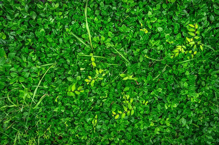 plants-3380443_960_720