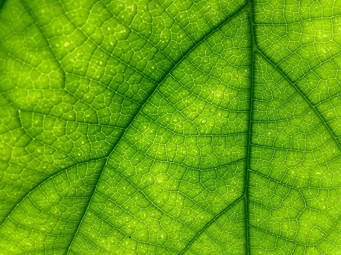 macro-leaf